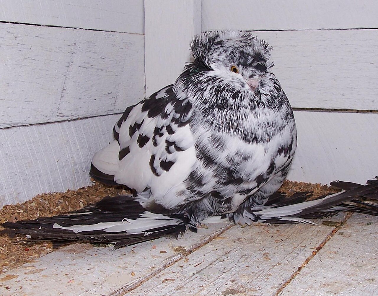 English Trumpeter pigeon