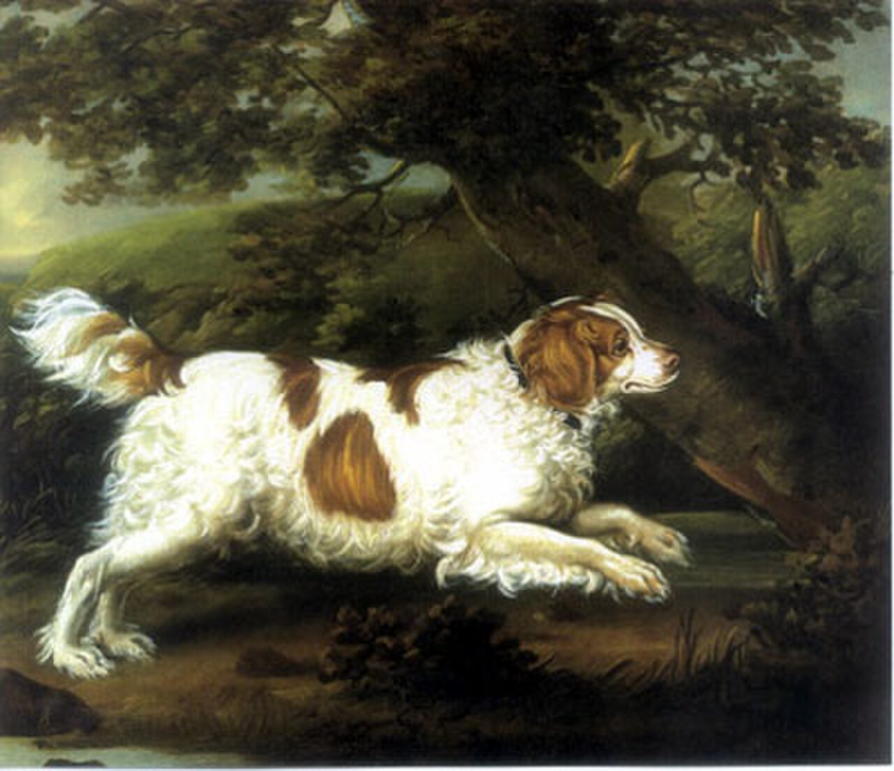 English Water Spaniel dog