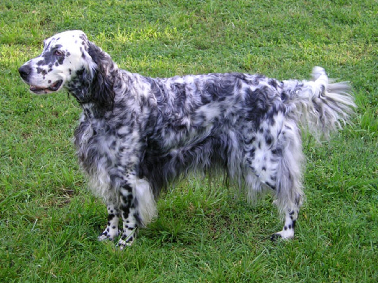 English Setter dog