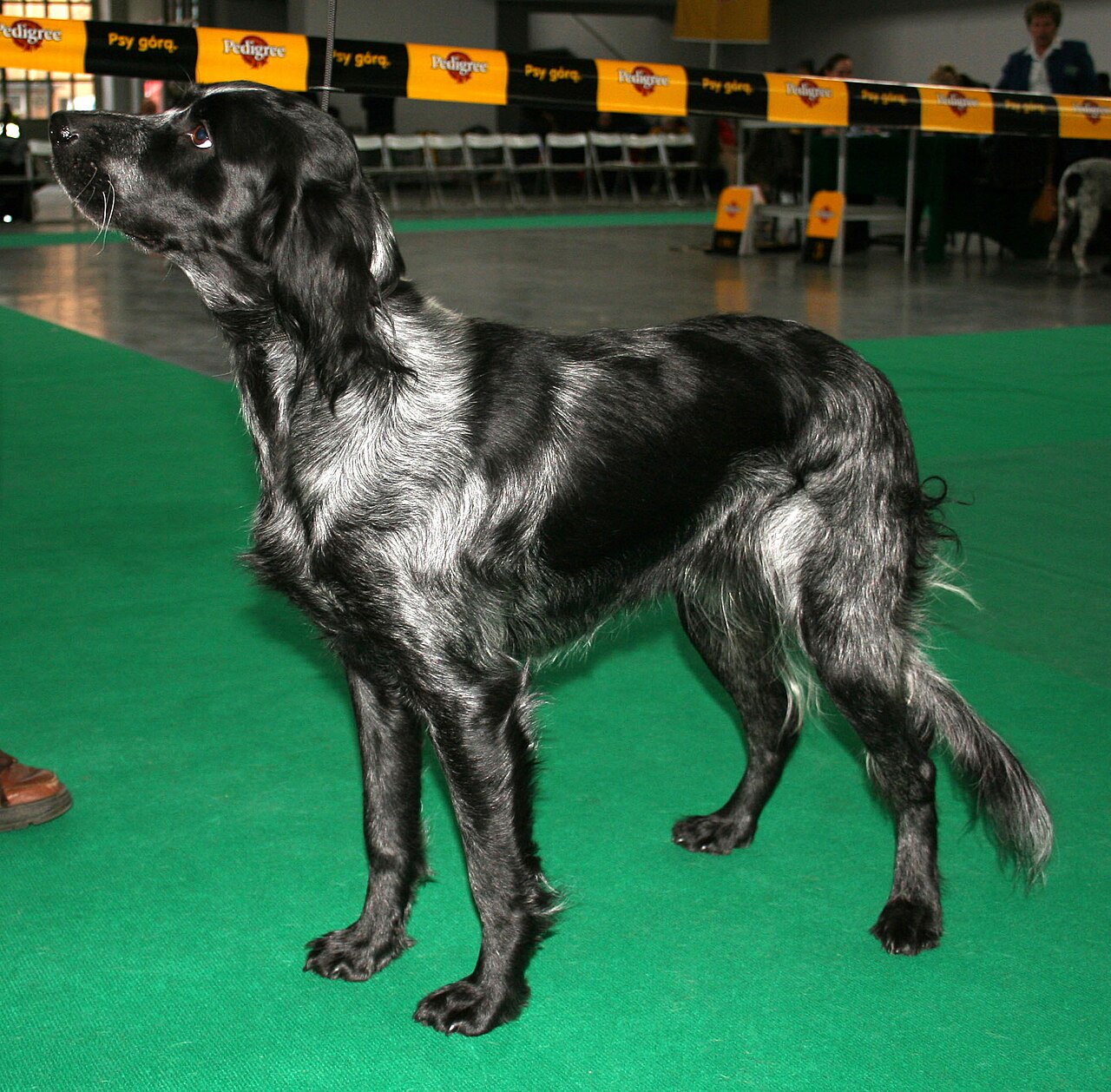 Blue Picardy Spaniel dog