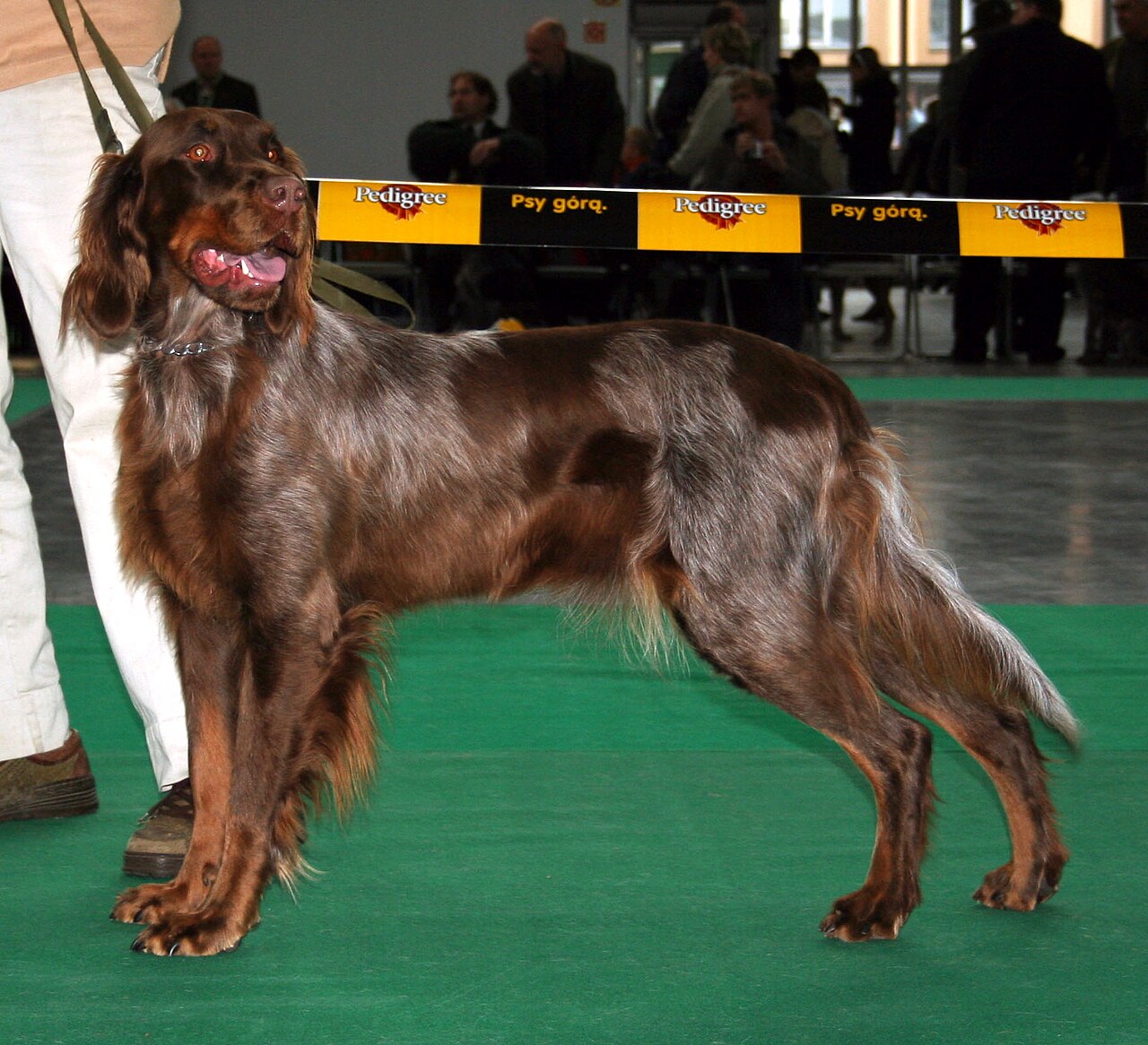 Picardy Spaniel dog