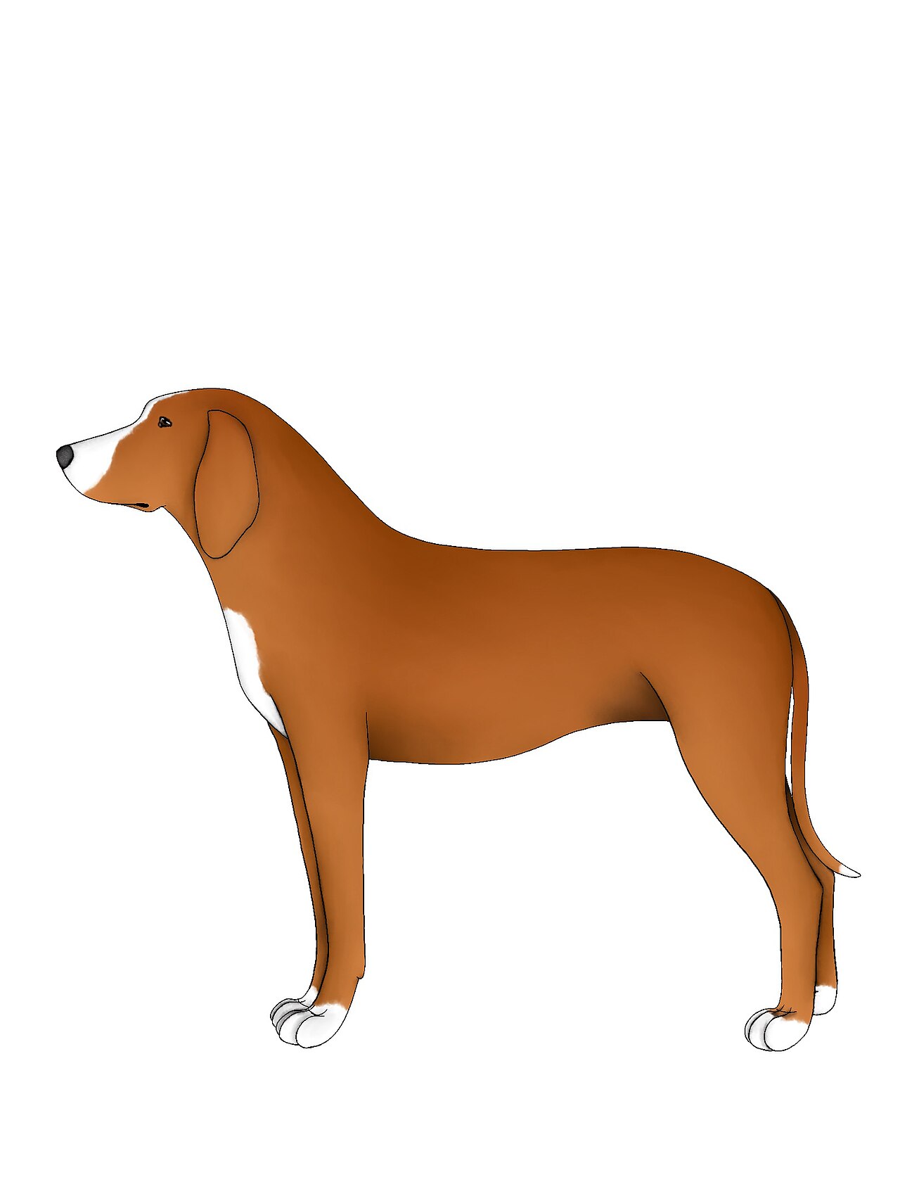Erbi Txakur dog