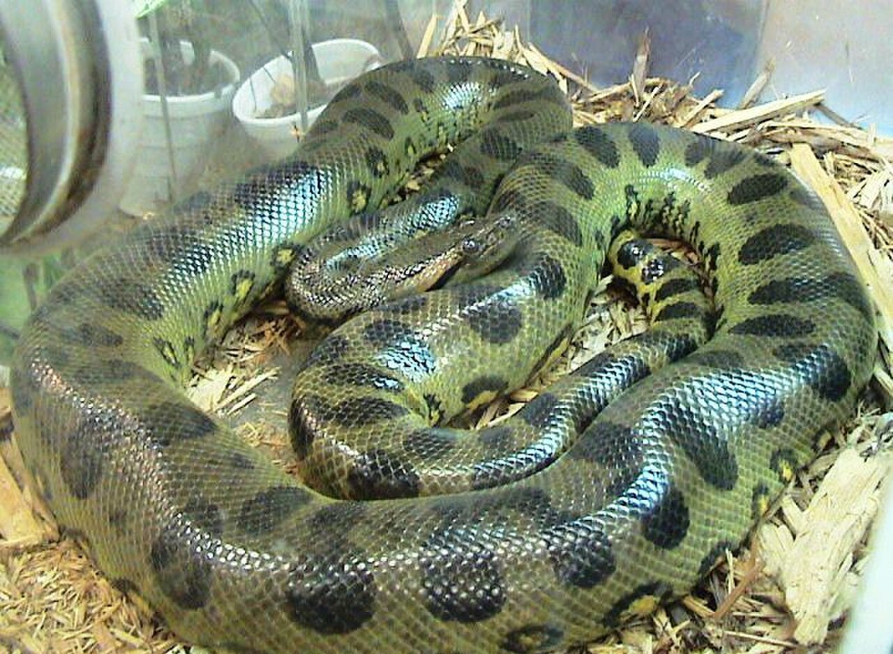 Anaconda