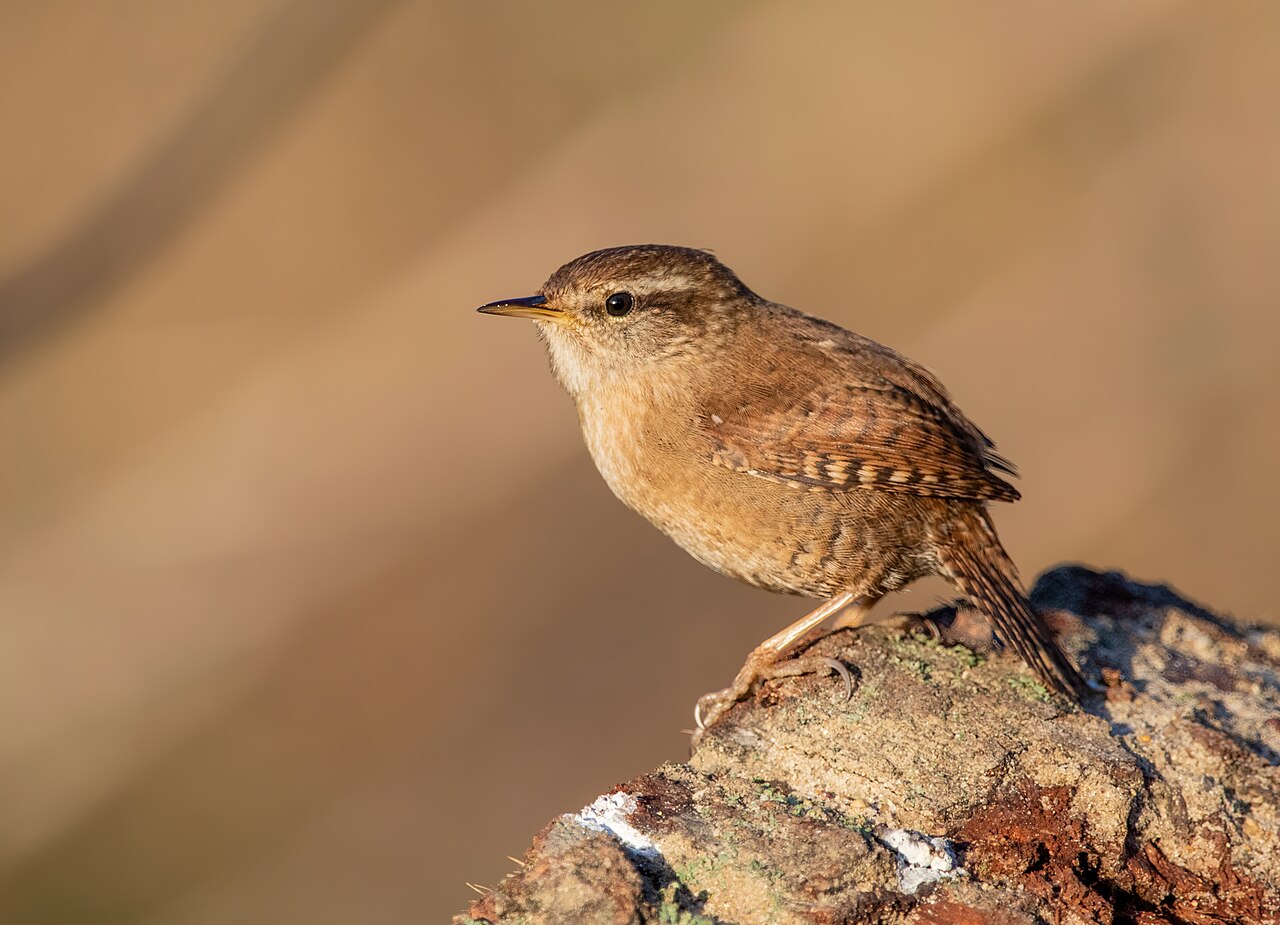 Eurasian wren