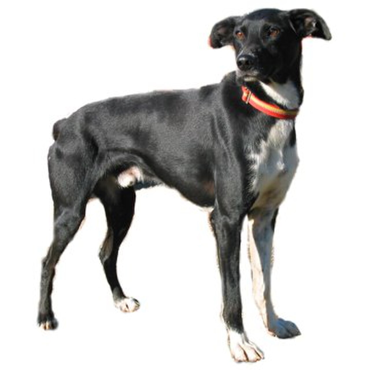 Eurohound dog