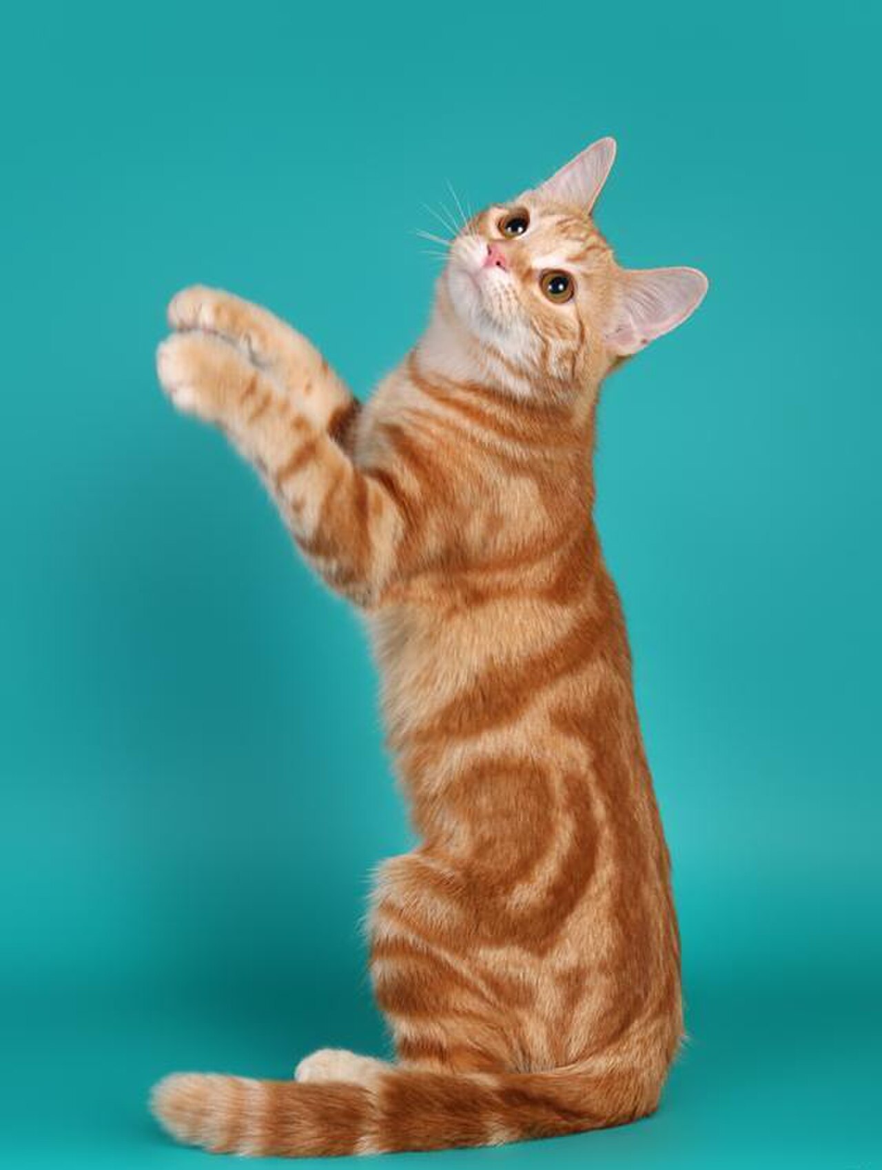 European Shorthair cat