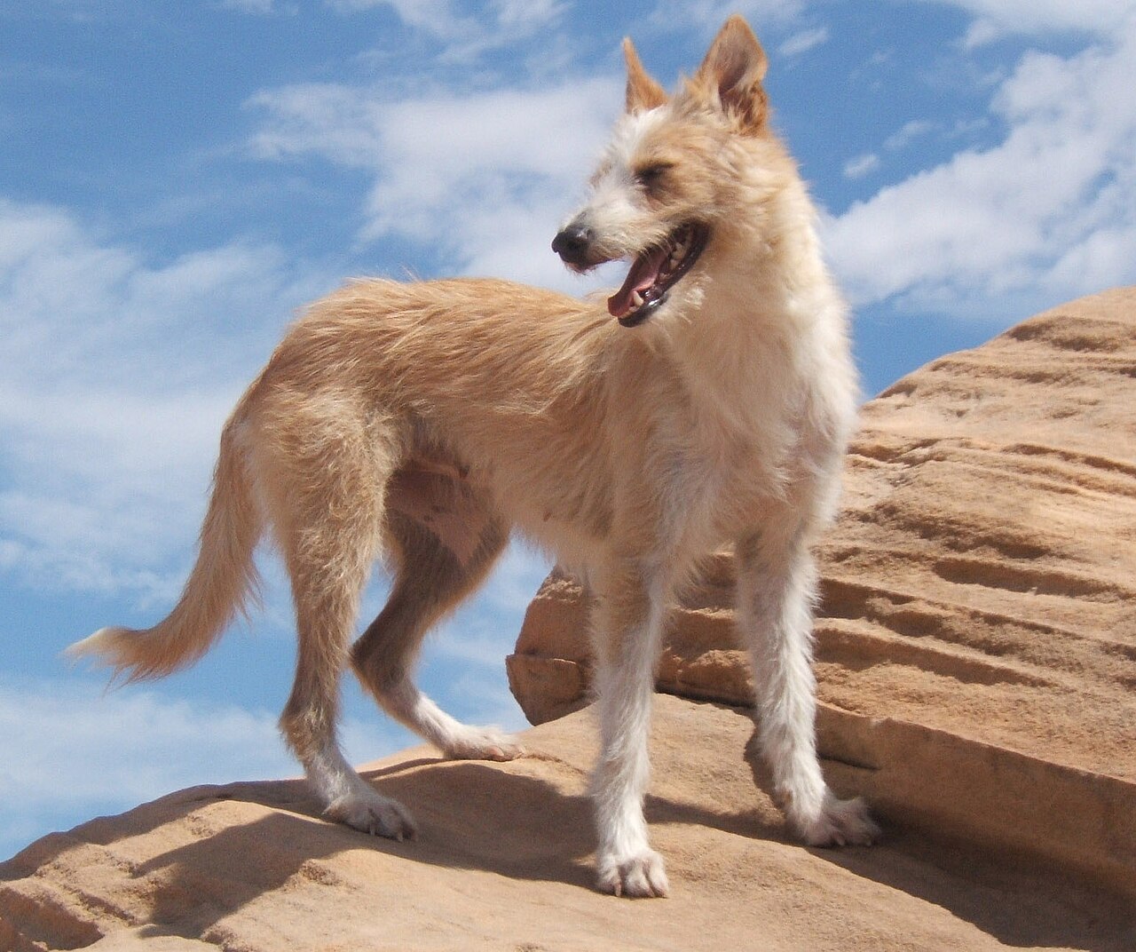 Portuguese Podengo dog