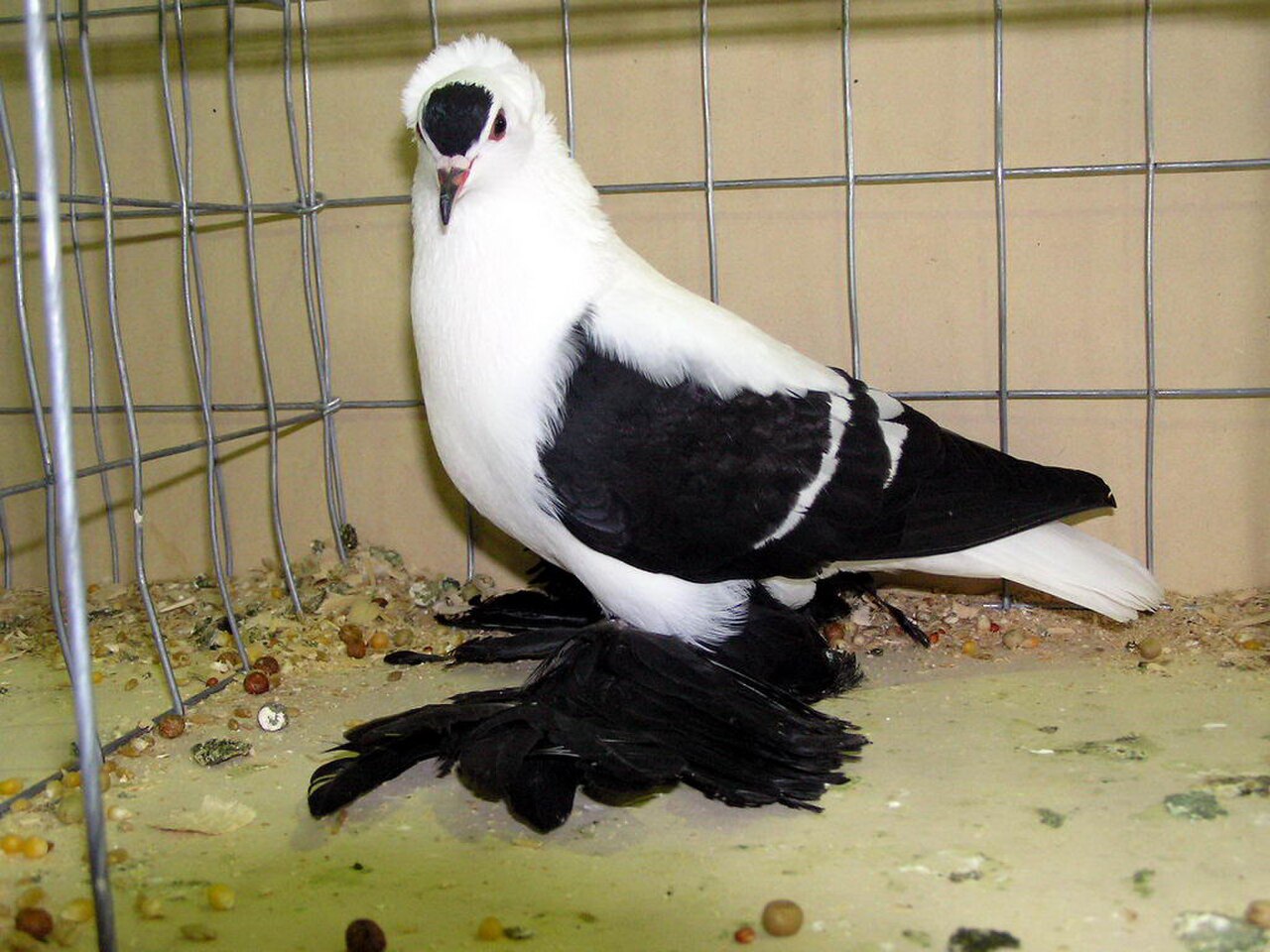 Saxon Fairy Swallow pigeon