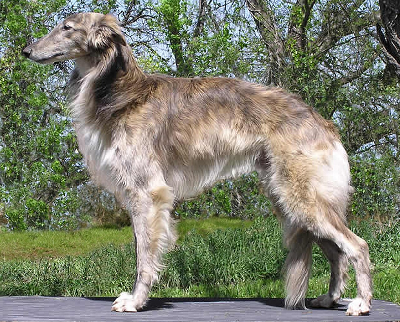 Silken Windhound dog