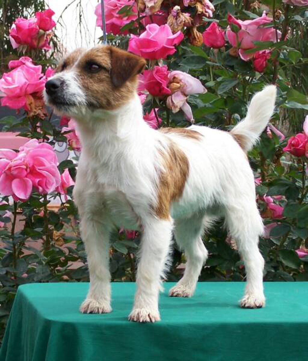 Russell Terrier dog