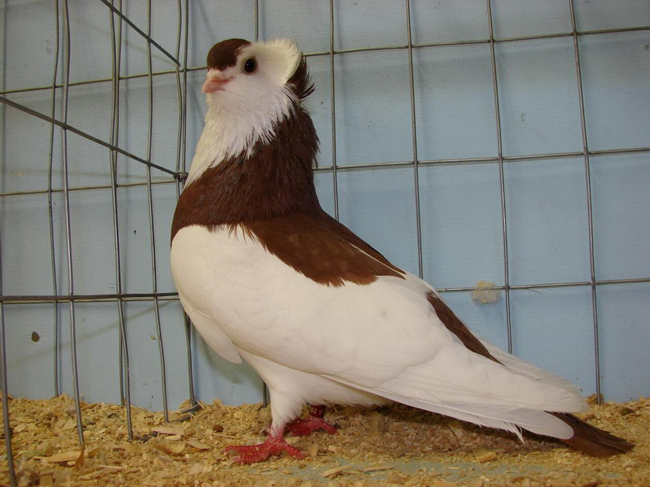 Felégyhaza Tumbler pigeon