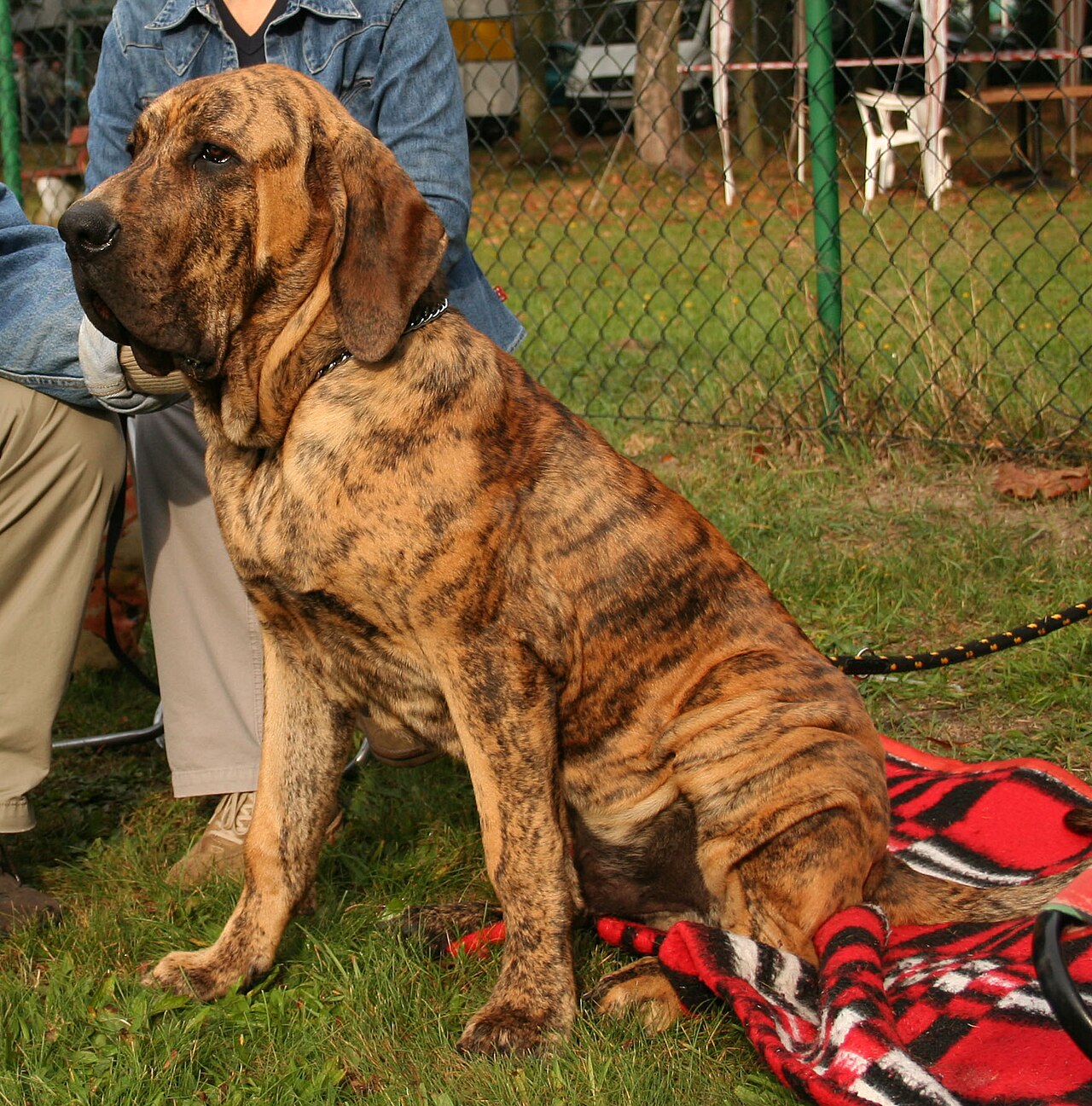 Fila Brasileiro dog