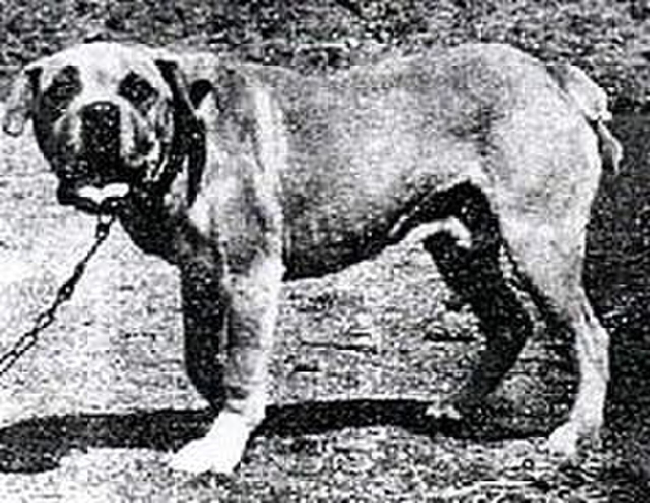 Terceira Mastiff dog