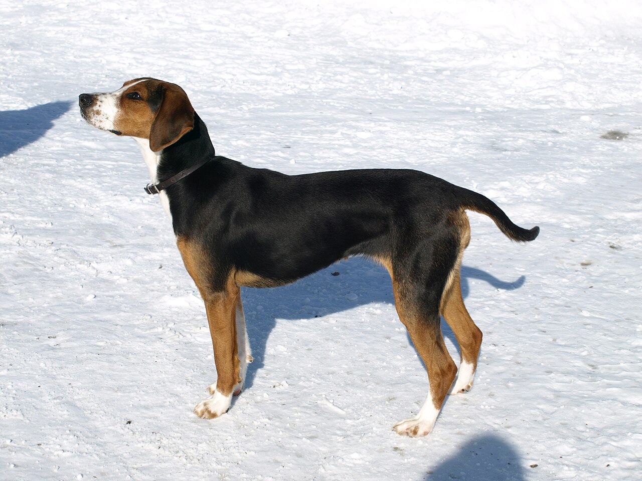 Finnish Hound dog