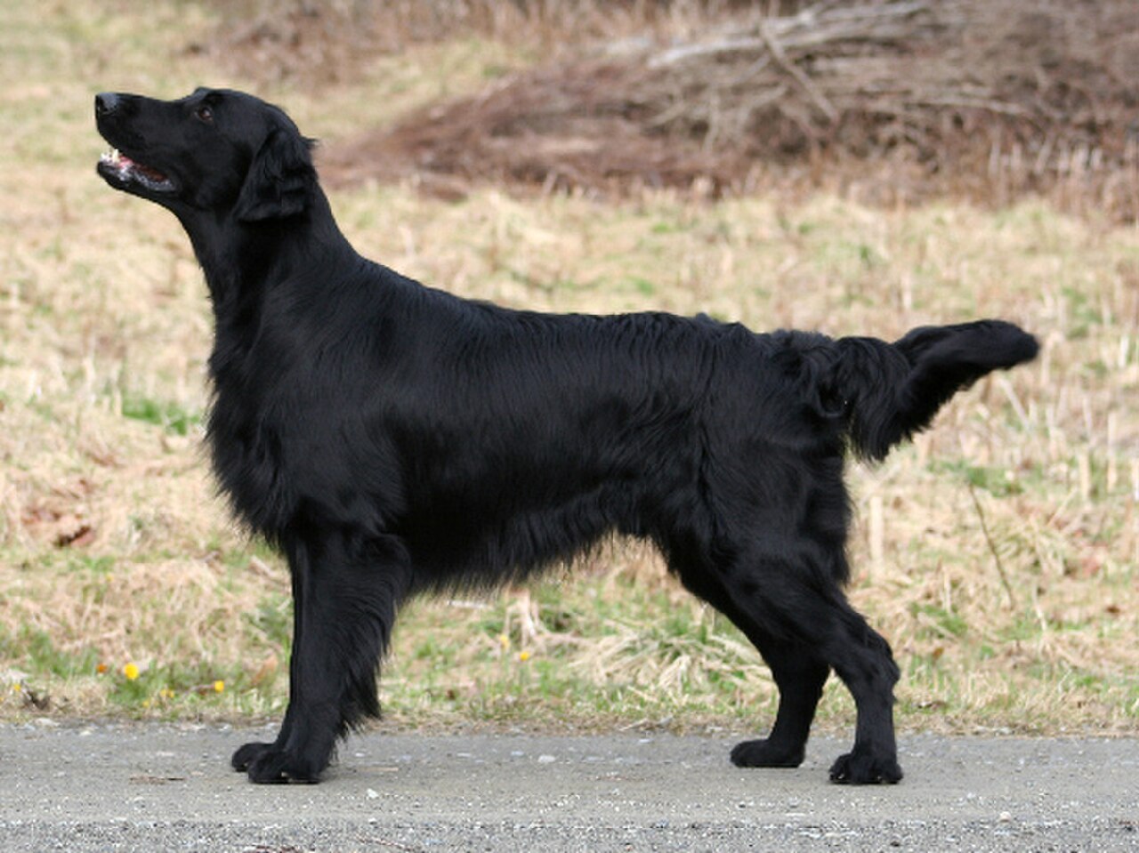 Flat-coated Retriever dog