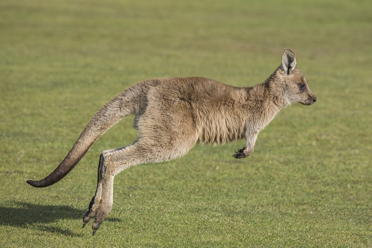 Kangaroo