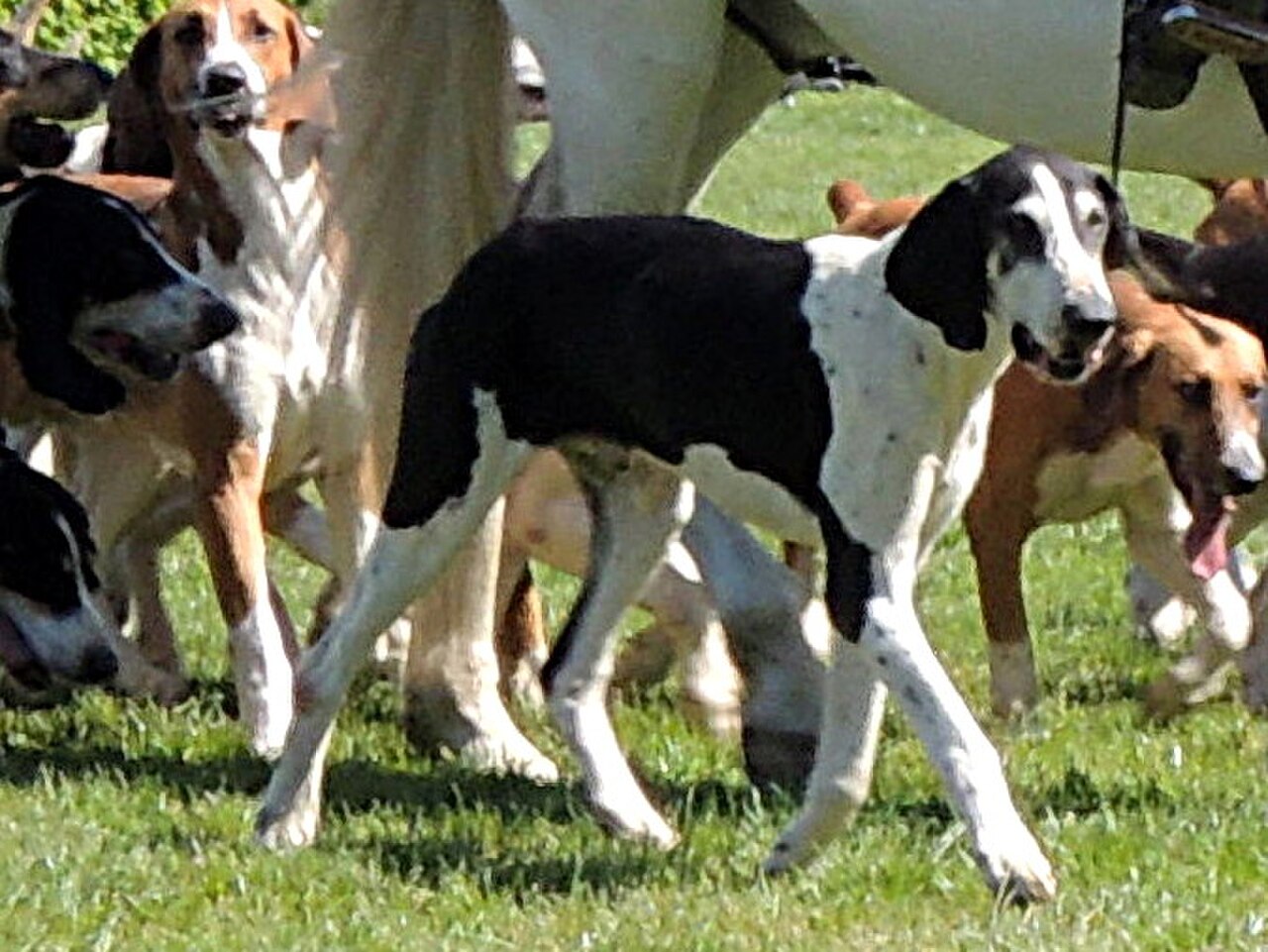 Chien Français Blanc et Noir dog