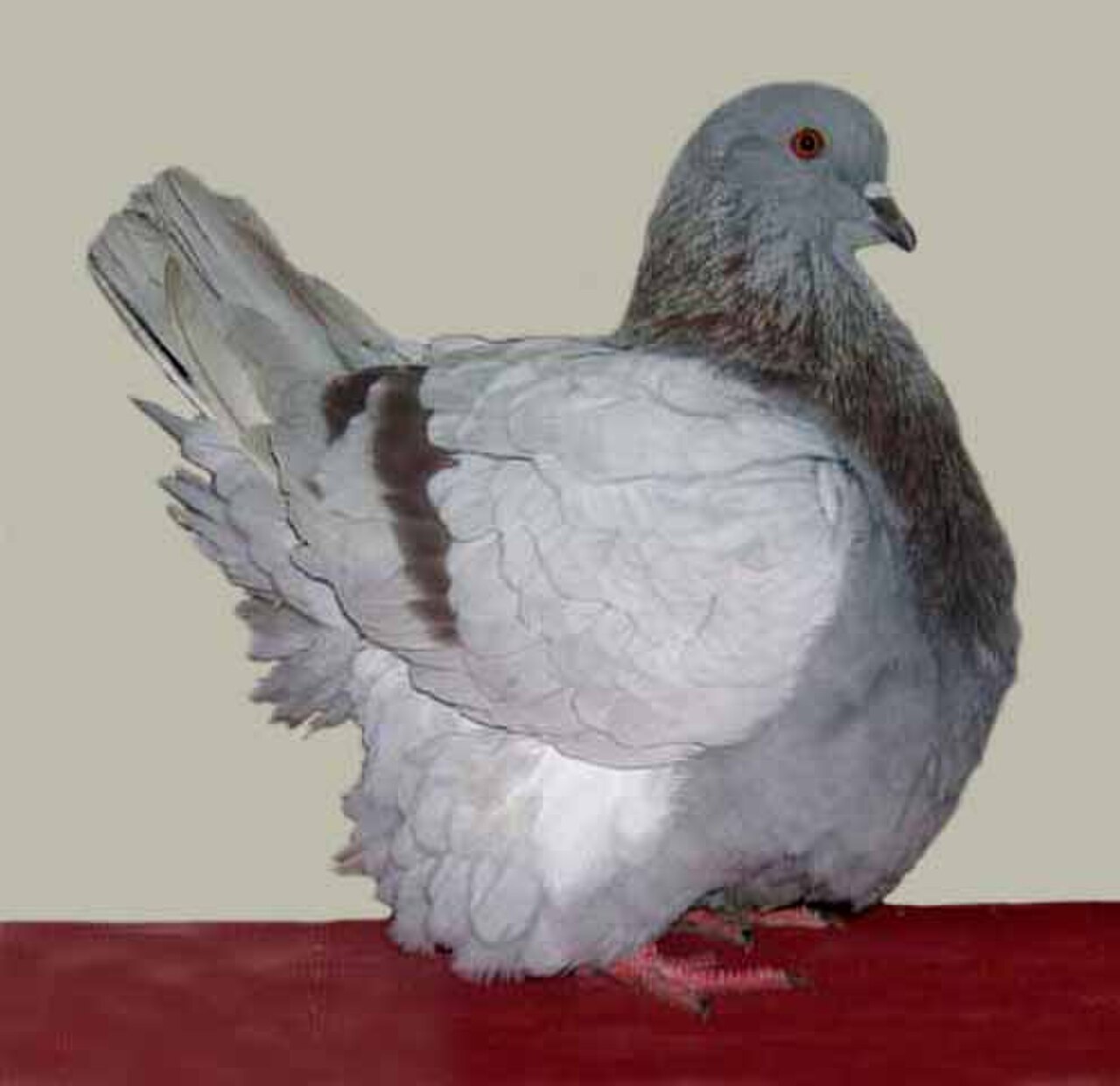 French Mondain pigeon