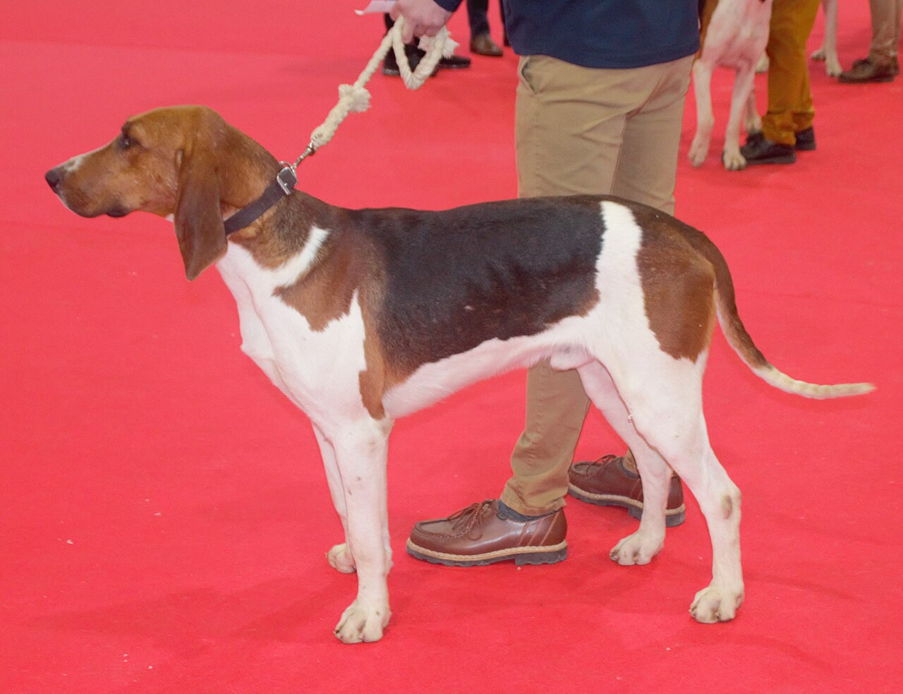 Chien Français Tricolore dog