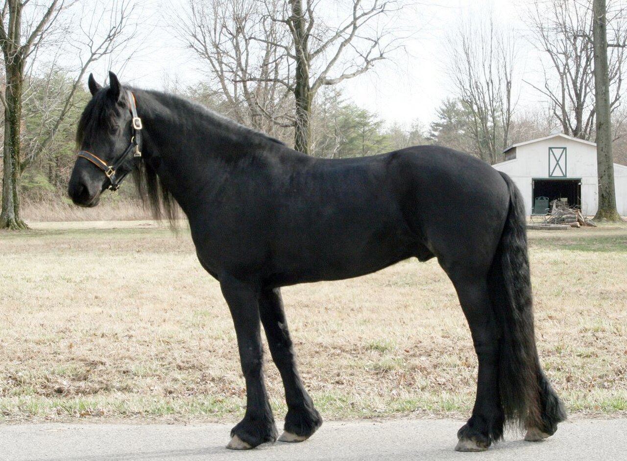 Black Friesian horse with long flowing mane, side view