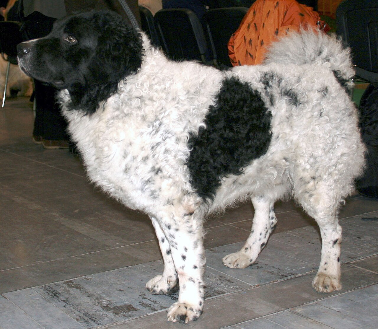 Wetterhoun dog