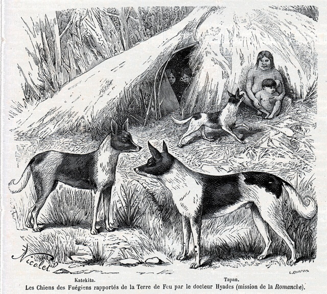 Fuegian dog dog