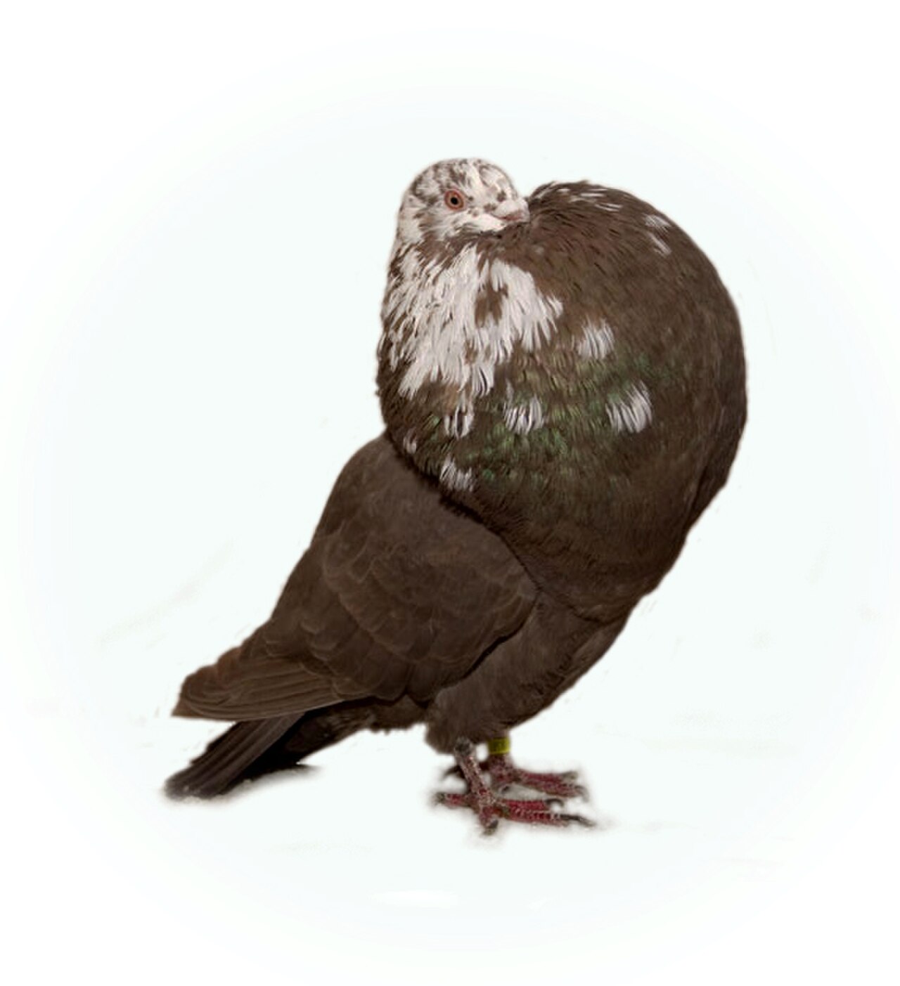 Gaditano Pouter pigeon
