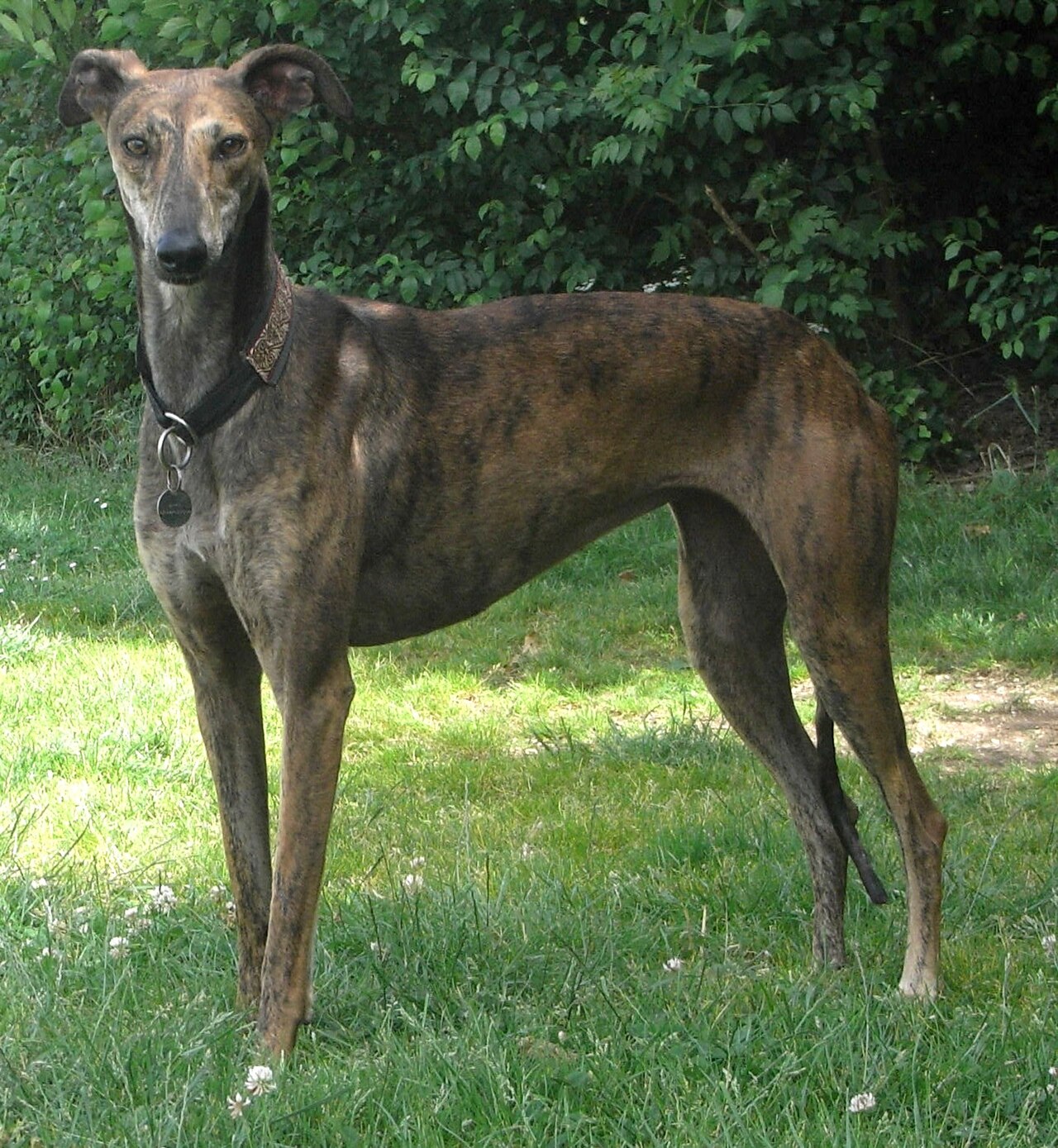 Galgo Español dog