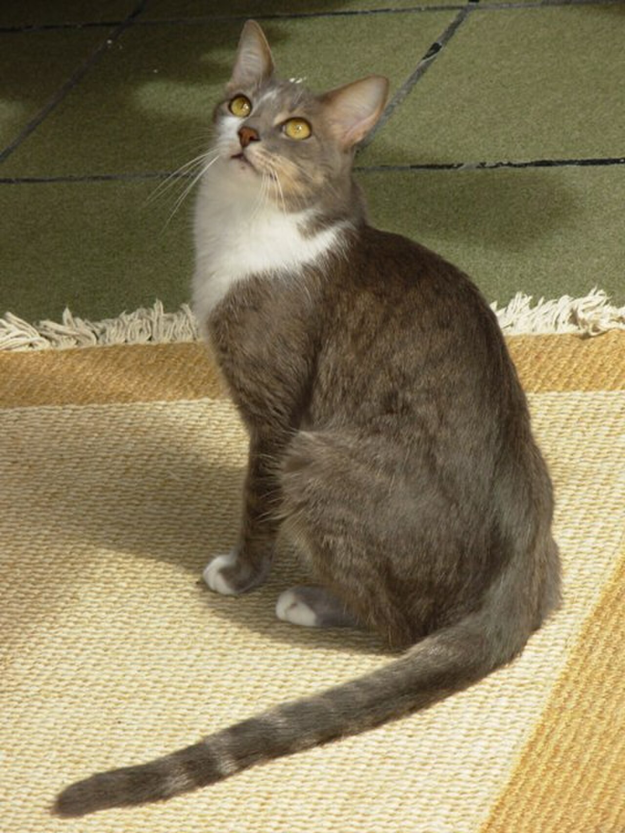 Brazilian Shorthair cat
