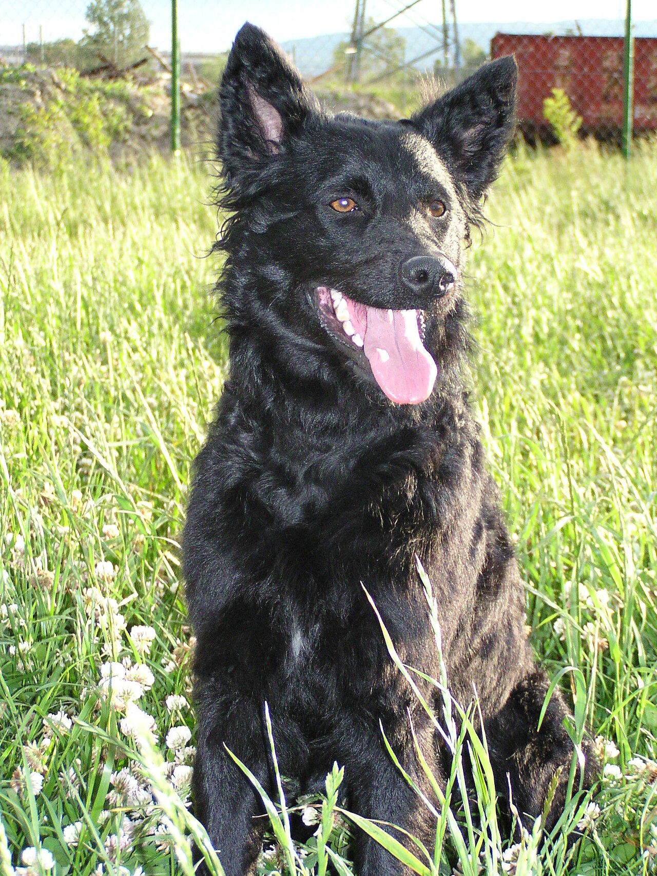 Croatian Sheepdog dog