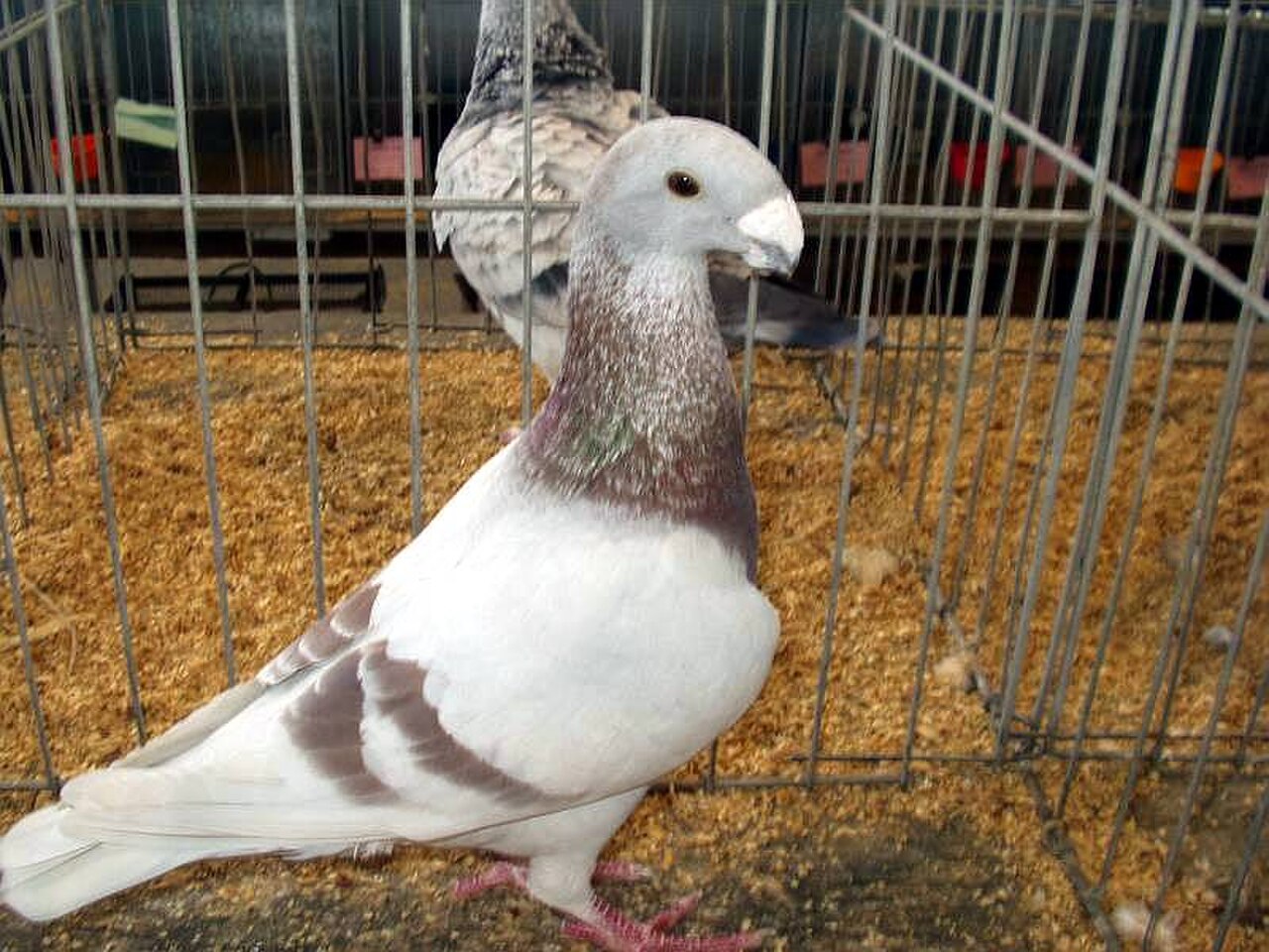 German Beauty Homer pigeon