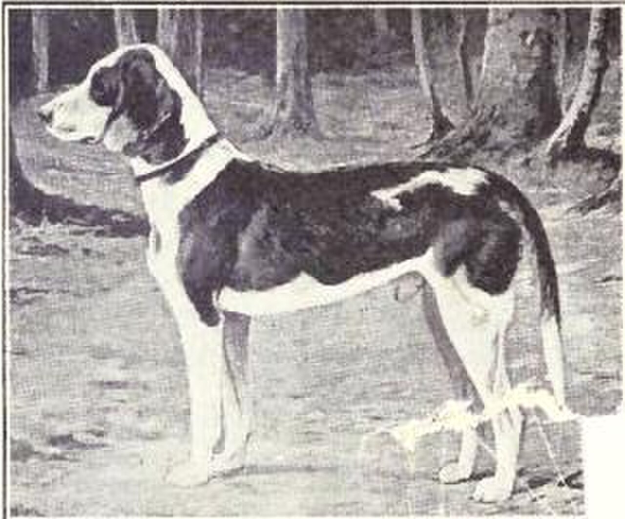 German Hound dog