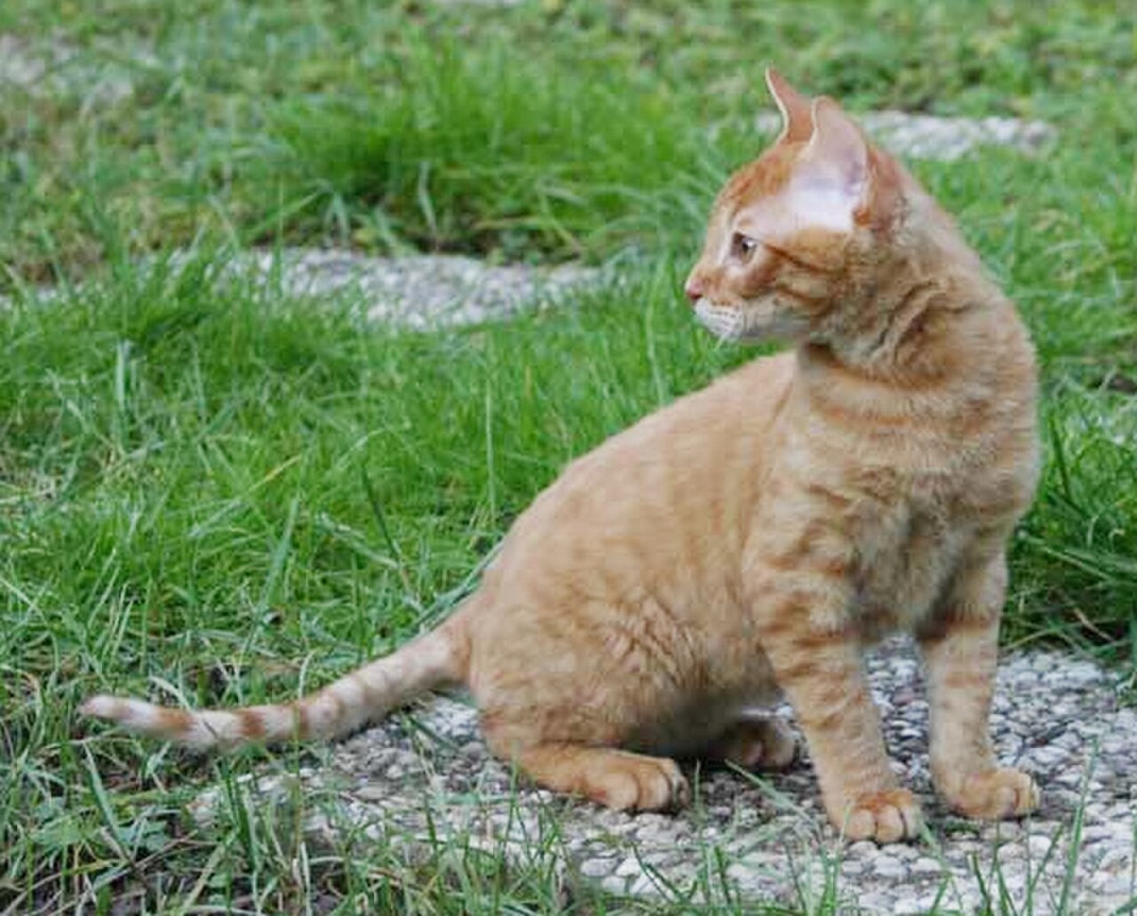 German Rex cat