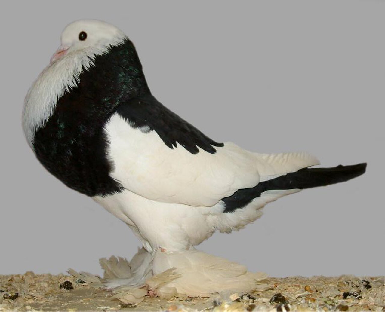 Ghent Cropper pigeon