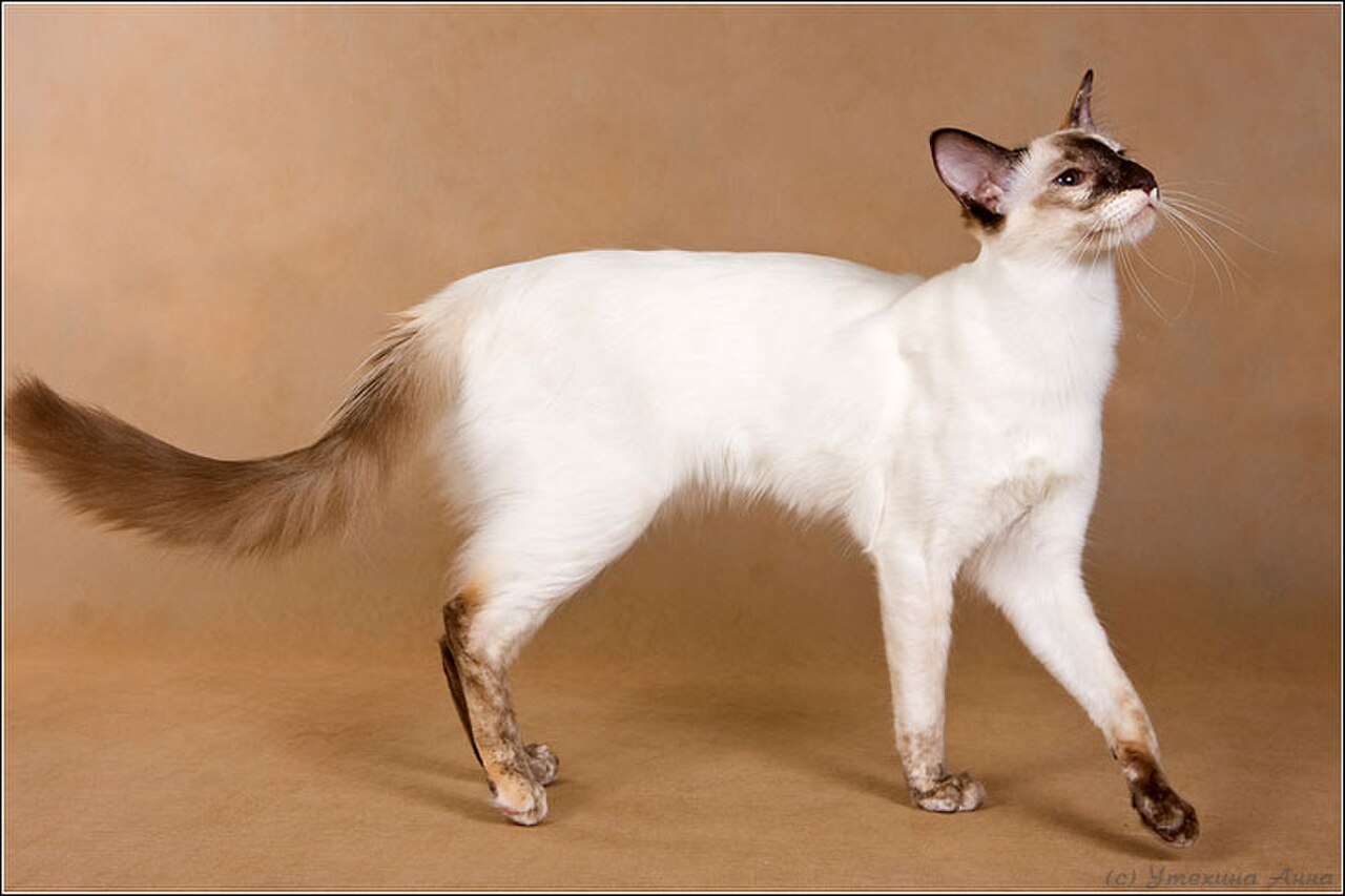 Javanese cat cat