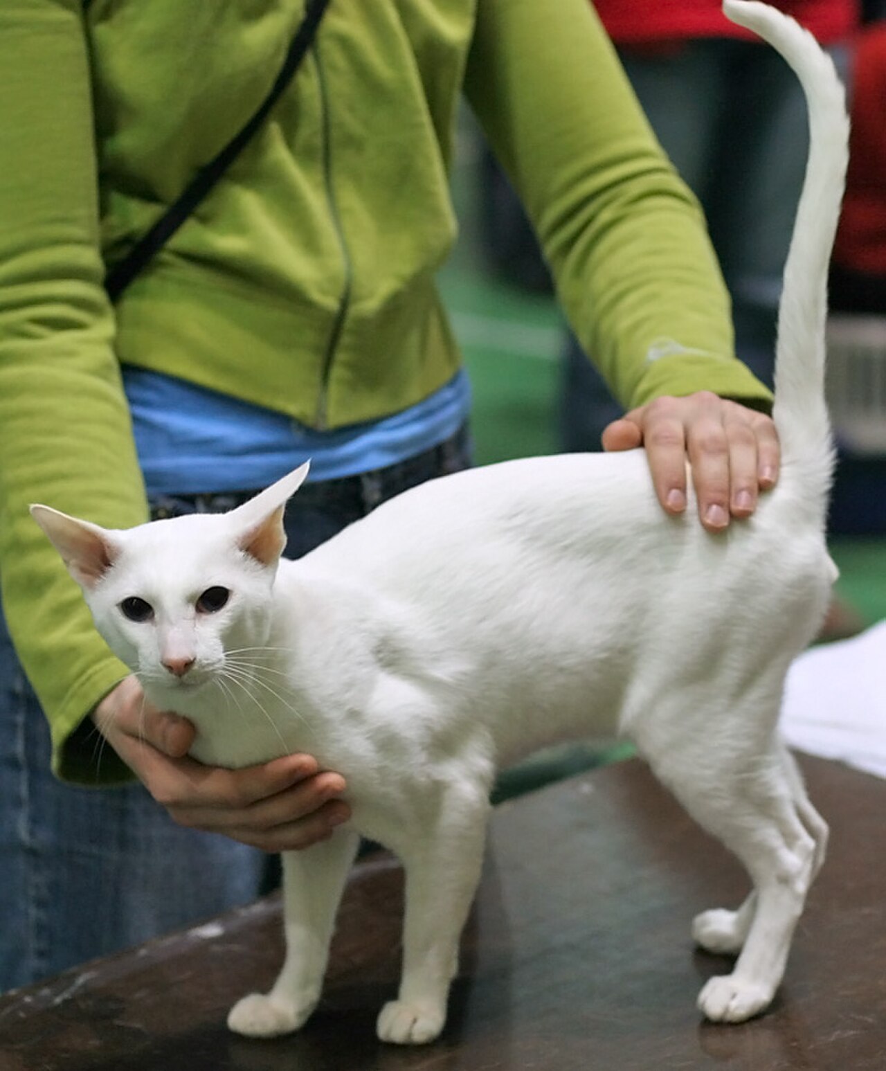 Foreign White cat