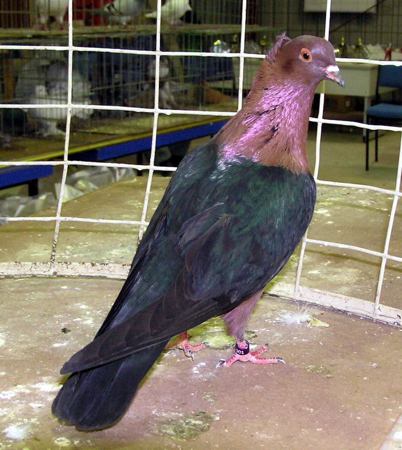 Archangel pigeon