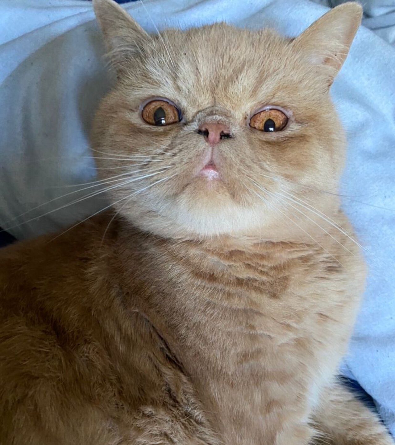 Exotic Shorthair cat