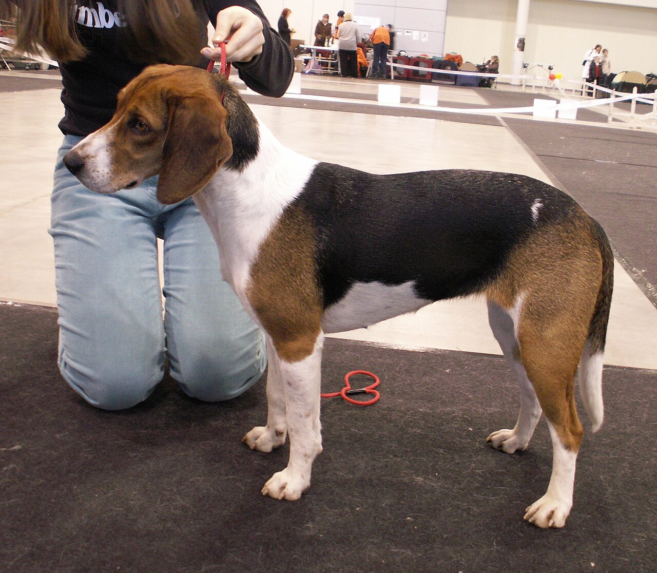 Estonian Hound dog