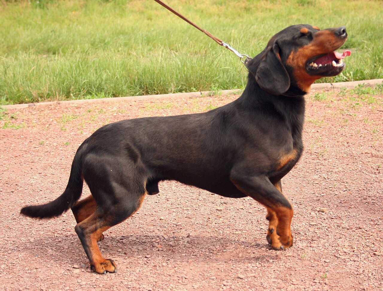 Slovenský kopov dog