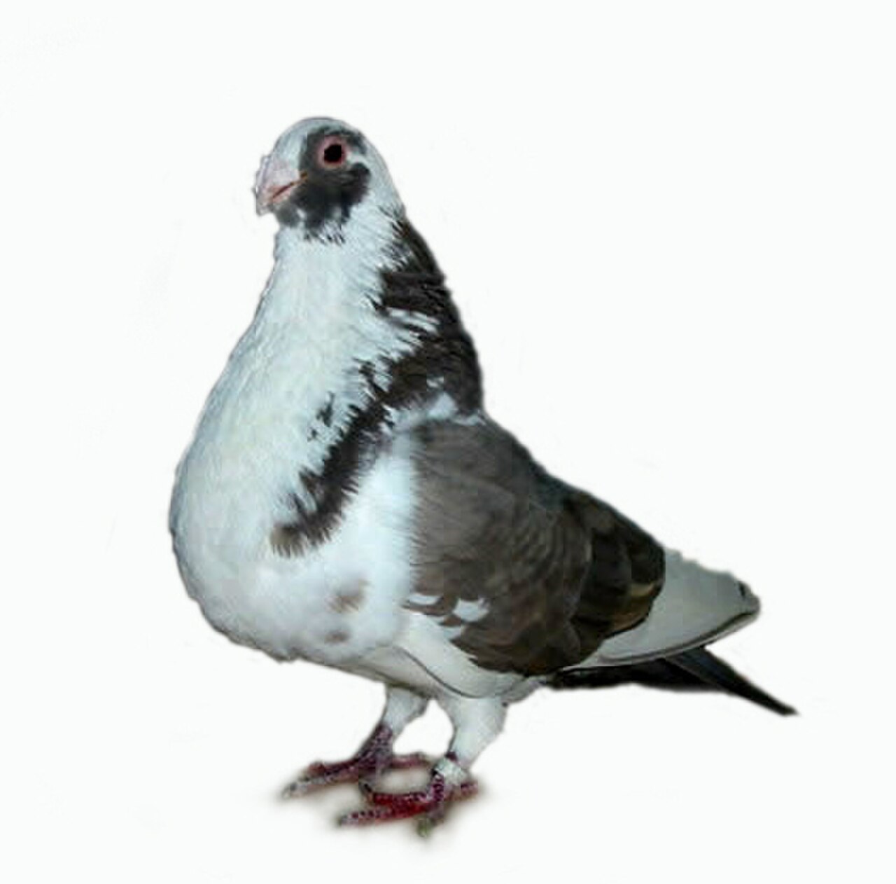 Granadino Pouter pigeon