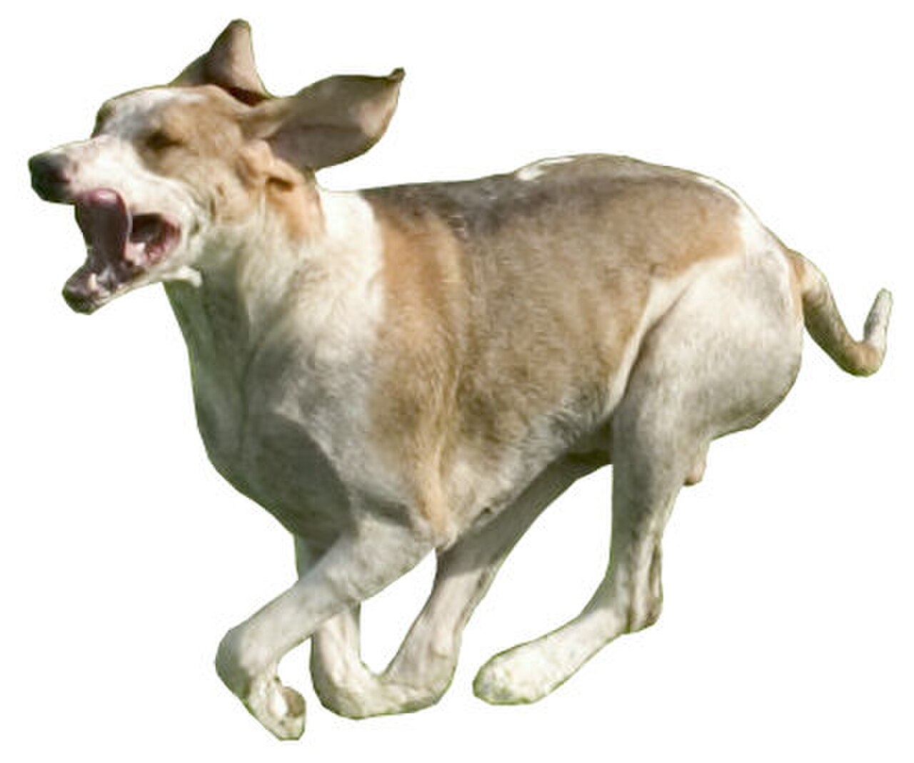 Chien Français Blanc et Orange dog