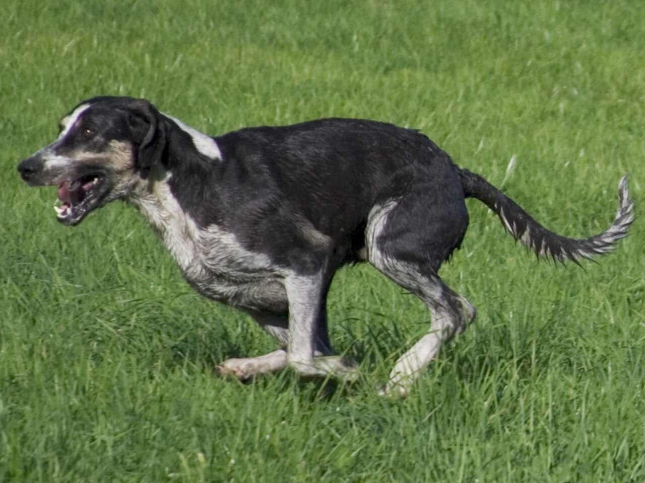 Grand Anglo-Français Blanc et Noir dog