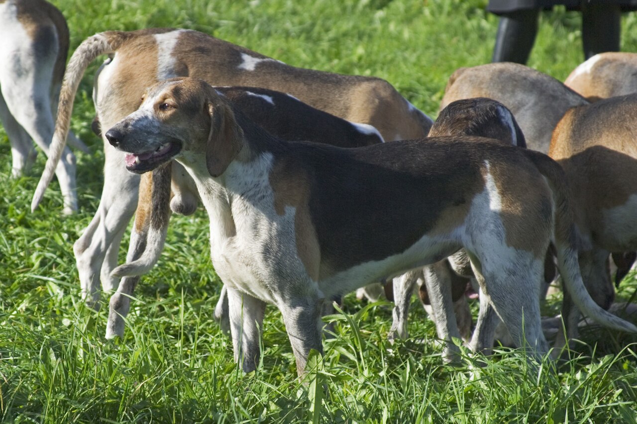 Grand Anglo-Français Tricolore dog