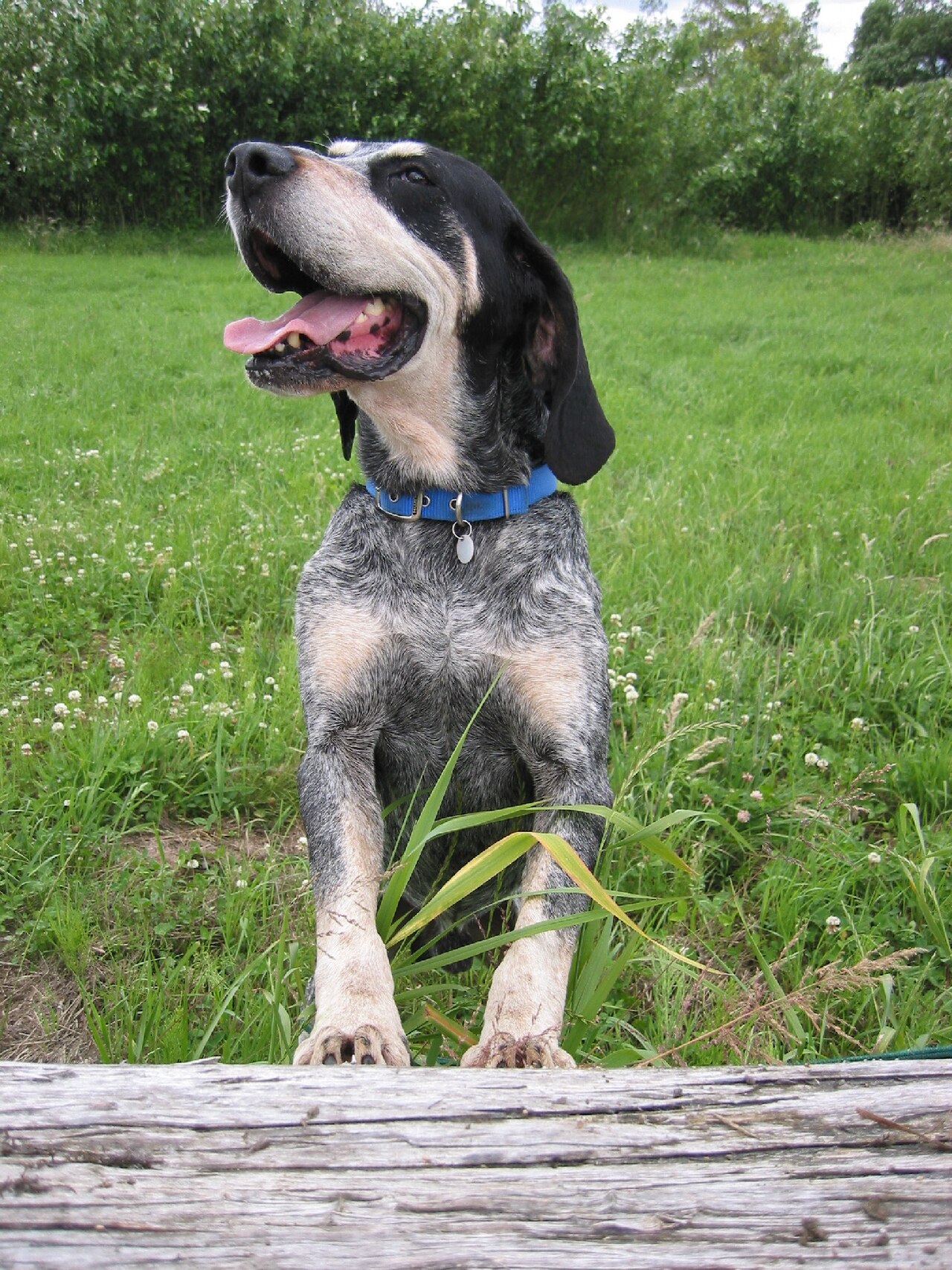 Grand Bleu de Gascogne dog