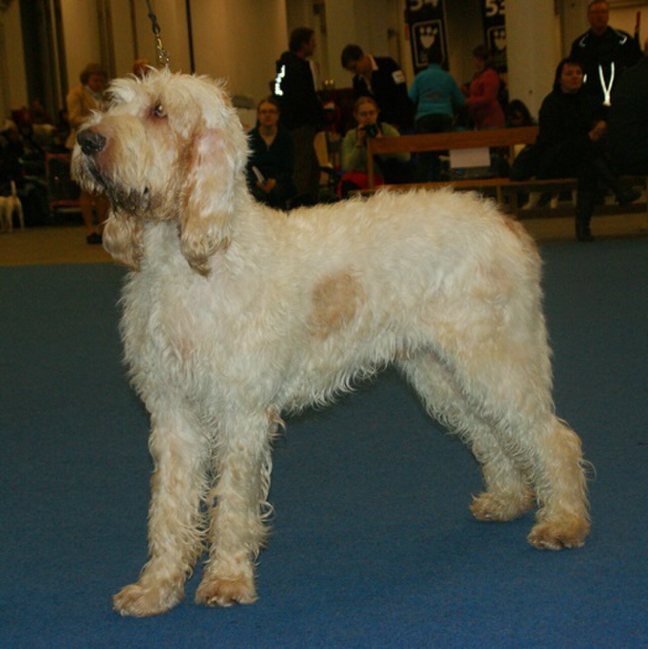 Grand Griffon Vendéen dog