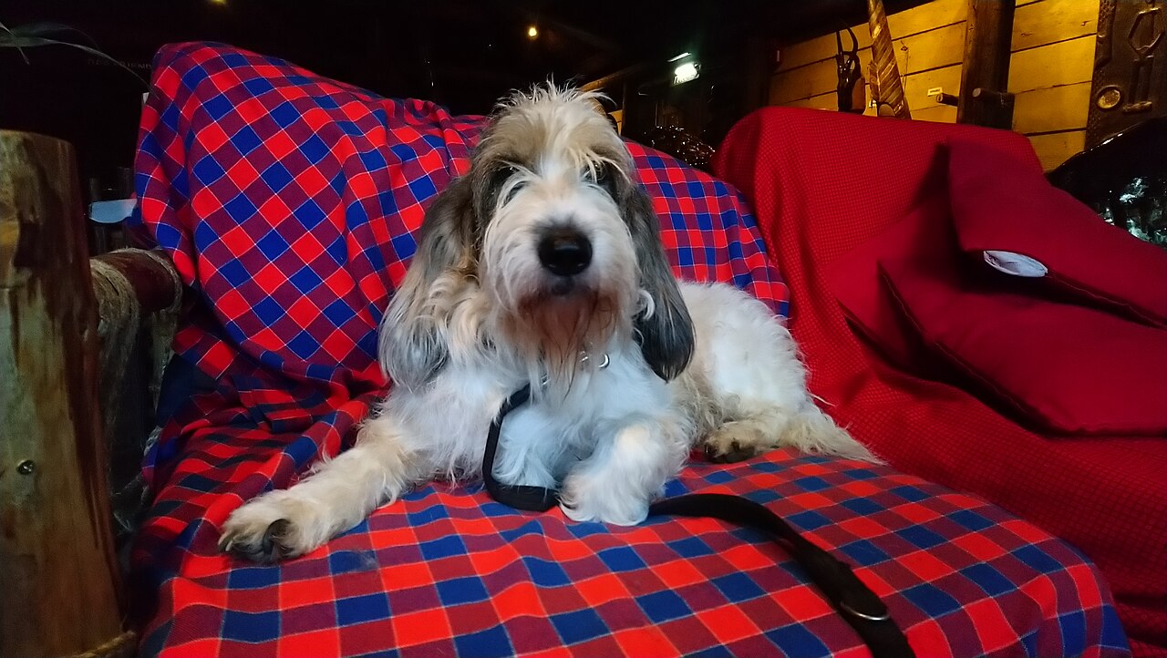 Grand Basset Griffon Vendéen dog