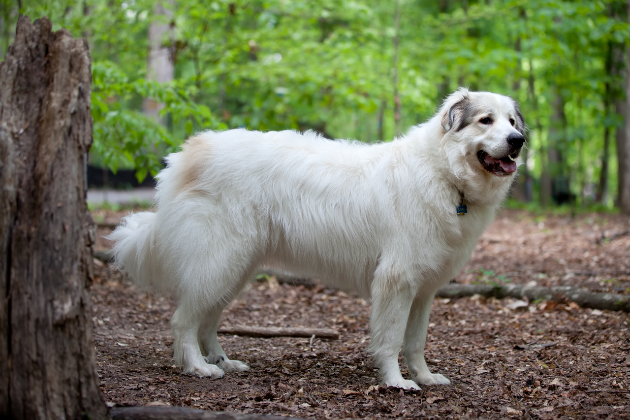 Pyrenean Mountain Dog dog