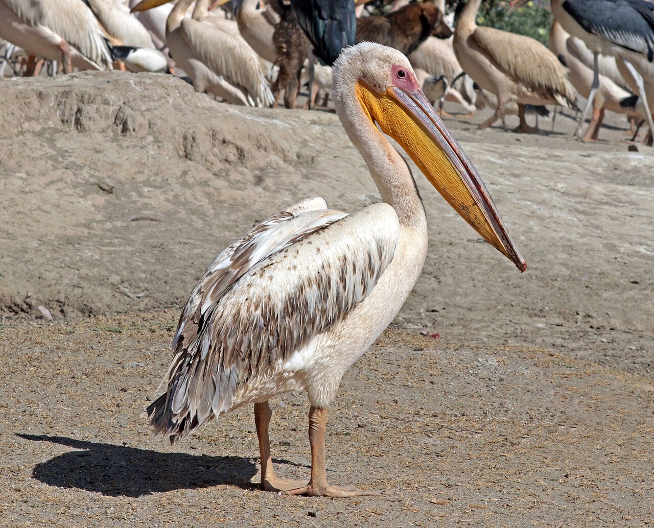 Great white pelican
