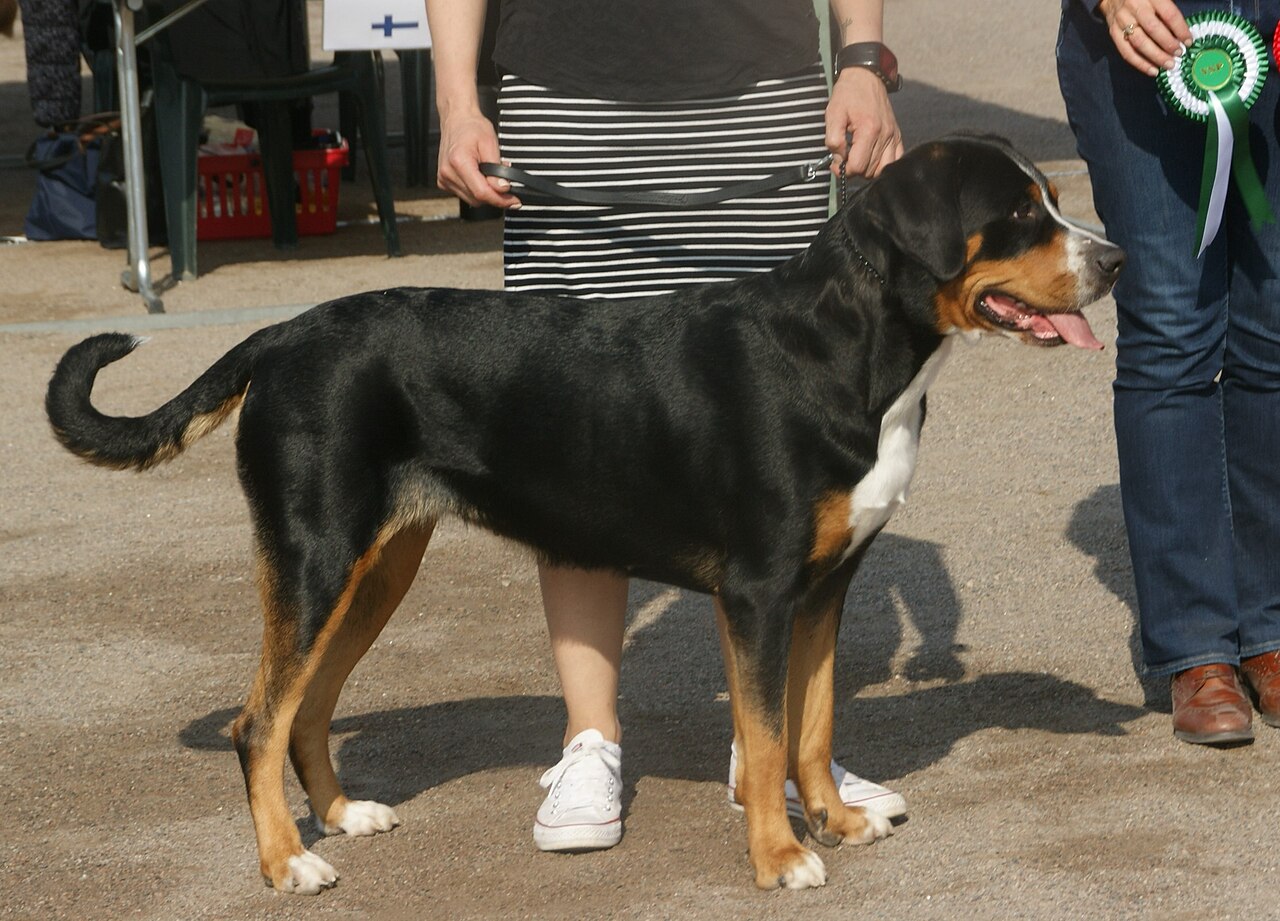 Greater Swiss Mountain Dog dog